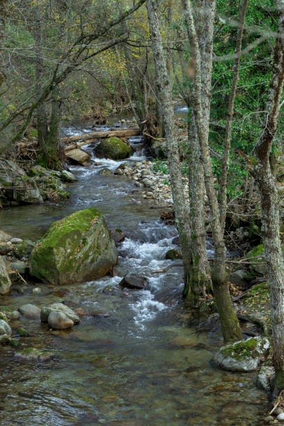 istock Rocks and logs in a fast-flowing mountain river with moss and vertical trees 2198207241