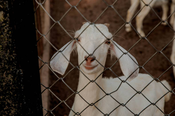 The head of a curious white goat standing in a wooden corral on a farm. Close. copy space