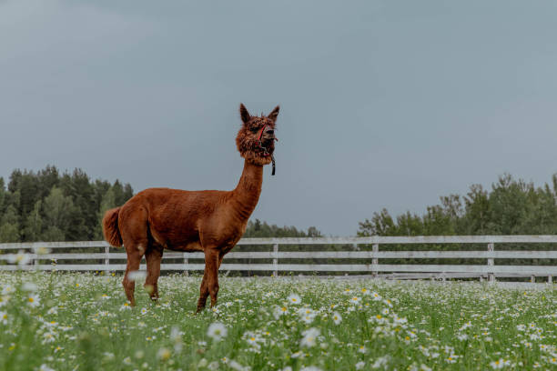 istock Funny ginger lama on a chamomile field 2198208757