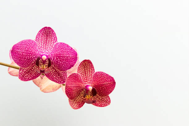 Blooming pink orchid flower in front of blue background. Decorative plant.