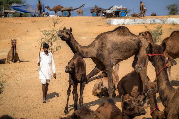 Group of happy Gypsy Indian children having fun with camel - desert village, Thar Desert, Rajasthan, India.