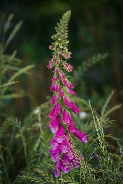 istock Foxglove flower (Digitalis purpurea) on blurred green background 2198210062