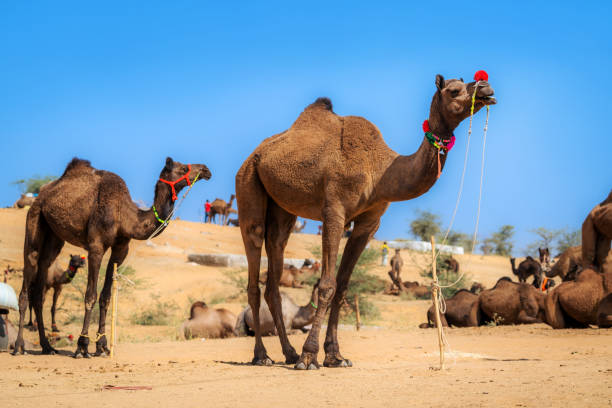 Two camels in traditional decoration stand in the desert during the Pushkar Camel Fair in Rajasthan, India, with other camels visible in the background.