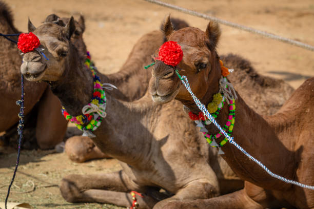A vibrant scene showcasing camels adorned with colorful decorations, resting at the famed Pushkar Camel Fair in Rajasthan. This image captures the essence of this cultural and traditional event.