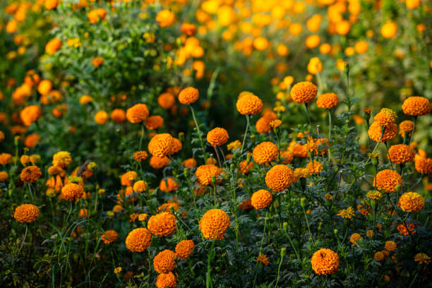 Vivid Orange Marigold Field in Full Bloom During Sunny Day in India stock photo