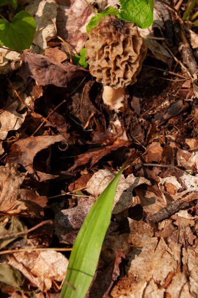 istock A Morel Mushroom growing on the forest floor 2198211796