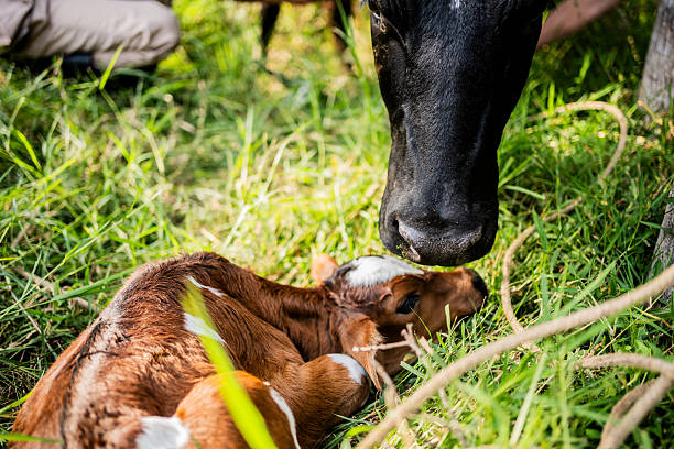 istock Cow and Calf on a Farm 2198212539