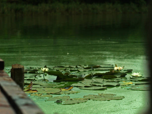 white water lilies on an old pier in green water