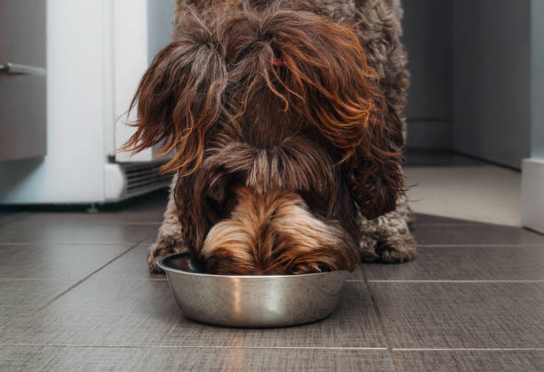 istock Cute dog eating food. 2198217122