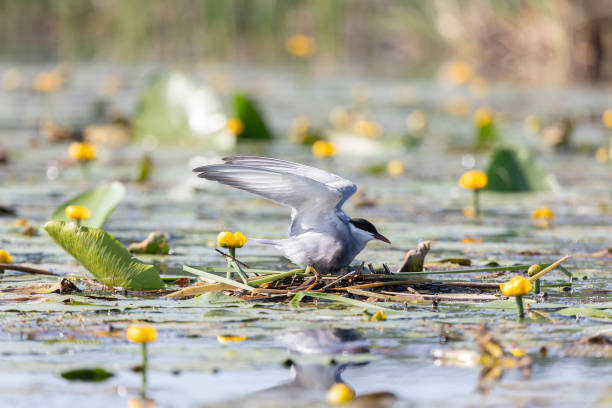 istock Terns sits among water flowers 2198218474