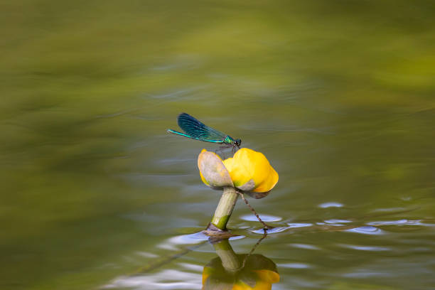 Blue dragonfly sits on a Nuphar lutea