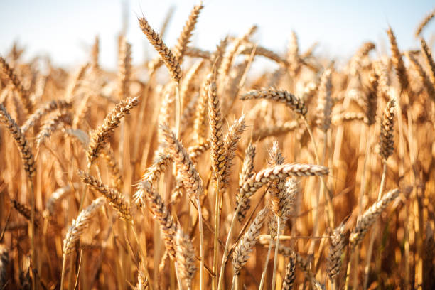 Normandy, France. July 27th, 2019: A close-up view of a golden wheat field illuminated by the warm light of the setting sun. The golden hues of the ripe wheat create a tranquil and picturesque rural scene.