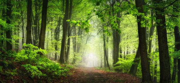 istock Gorgeous dreamy panoramic scenery with fog in a green forest 2198218735