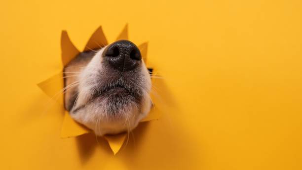 istock Dog jack russell terrier broke through orange cardboard background. 2198218908