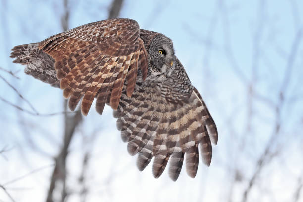istock Great Grey Owl flying in the forest 2198218926