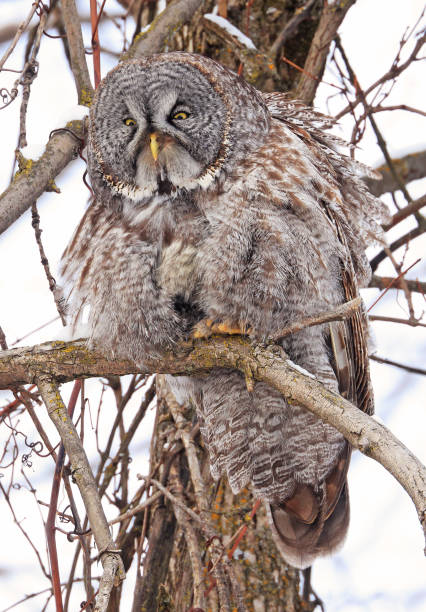 istock Great Grey Owl sitting on a tree branch in the forest 2198218927