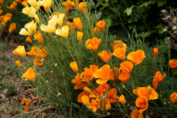 A border with yellow and orange california poppies.