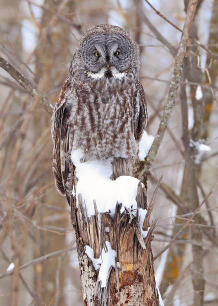 istock Great Grey Owl sitting on a tree branch in the forest 2198218935