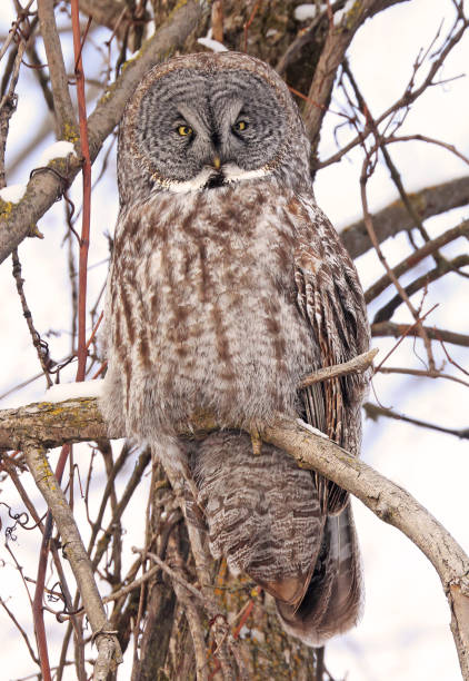 istock Great Grey Owl sitting on a tree branch in the forest 2198218942