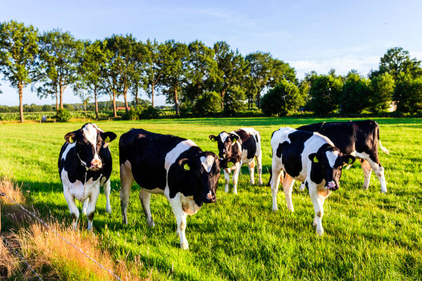 istock Dutch Cows in a Sunny Meadow 2198219794