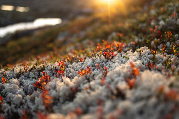 Lichen-covered terrain illuminated by sunlight with vibrant red plants creating a serene composition. Perfect for themes of tranquility, scenic beauty, and natural wilderness.