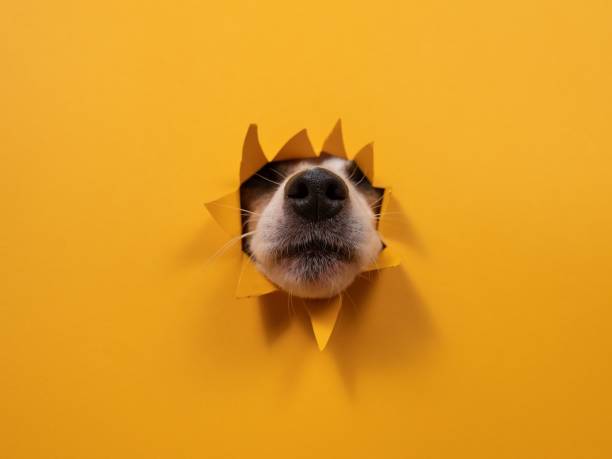 istock Dog jack russell terrier broke through orange cardboard background. 2198220408