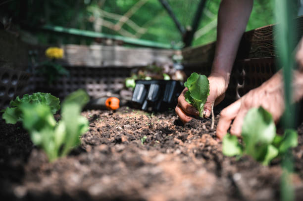 istock Planting seedling in a garden 2198220628