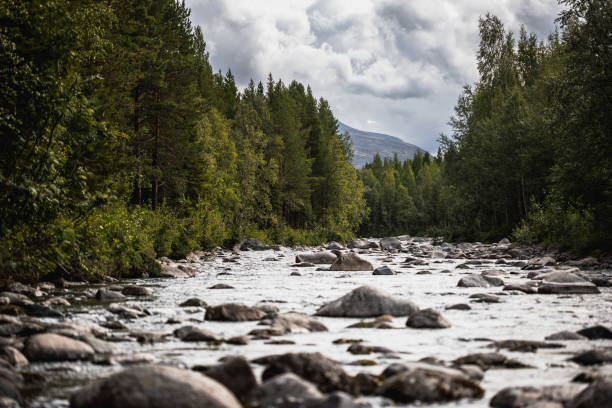 A tranquil forest scene with a flowing mountain creek, rocks, and vibrant green trees creating a picturesque natural environment, ideal for conveying concepts of serenity, wilderness, and untouched nature.