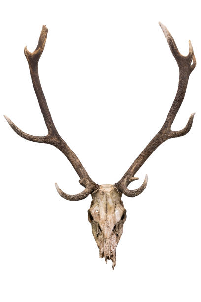 istock Deer skull with antlers  isolated on transparent background 2198221341