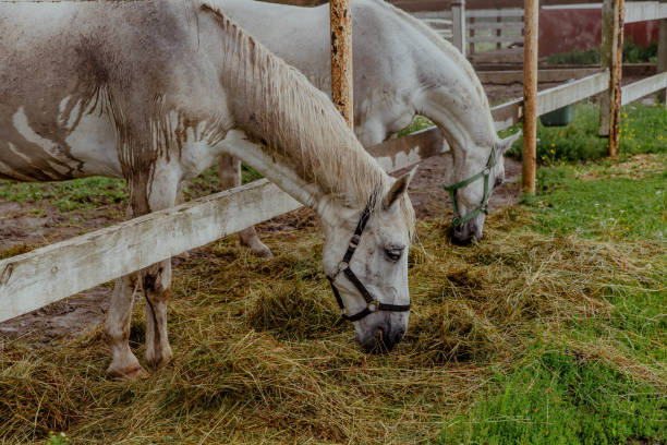 istock White horses grazing on a farm in a chamomile field 2198221745