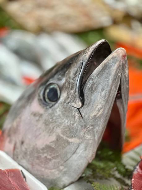 bonito fish