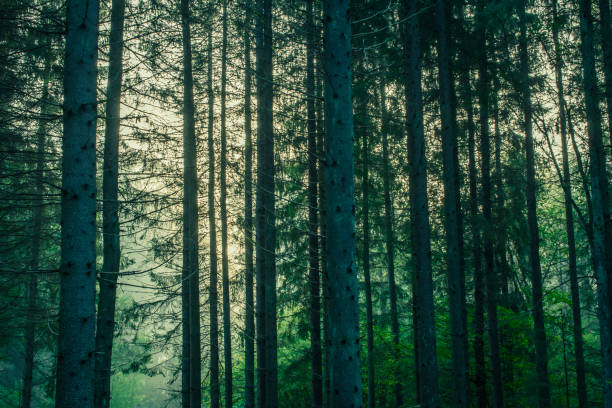 Rays of sunlight creeping into the forest on a misty morning