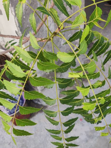 Neem leaves - stock photo