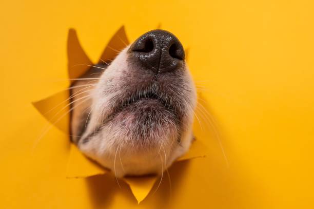 istock Dog jack russell terrier broke through orange cardboard background. 2198222135