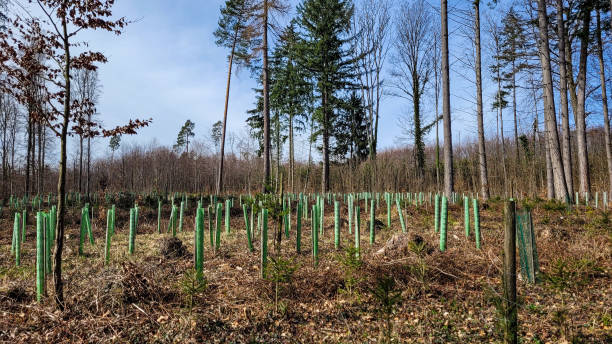 istock Reforestation in a mixed forest with green pipe-support for young trees. Environmental protection in south Germany. 2198222136