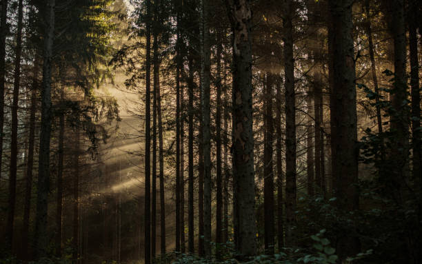 Rays of sunlight creeping into the forest on a misty morning