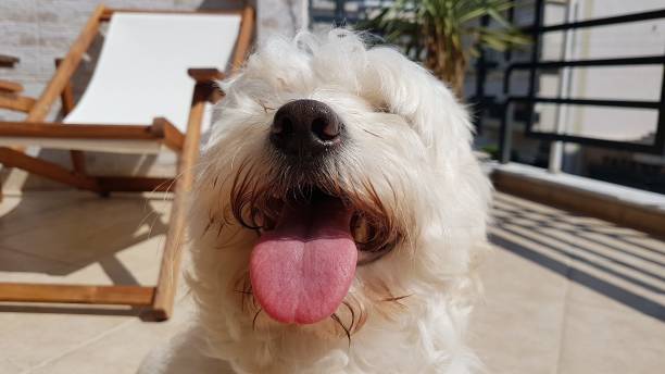 istock Dog with tongue out 2198223596