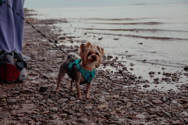 Yorkshire terrier dog on the shore or on the beach.