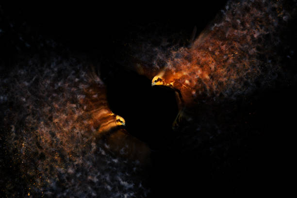 Eyes of a cat on a black background