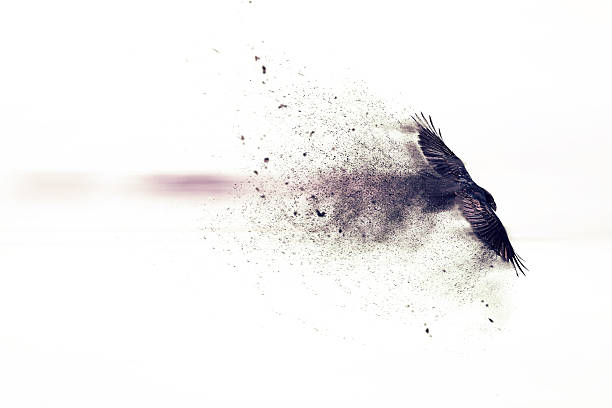 istock Crow. Abstract artistic nature. Dispersion, splatter effect. White background. 2198225151