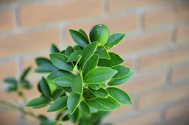 Green fruit of kinkan orange (Citrus japonica) growing and its leaves