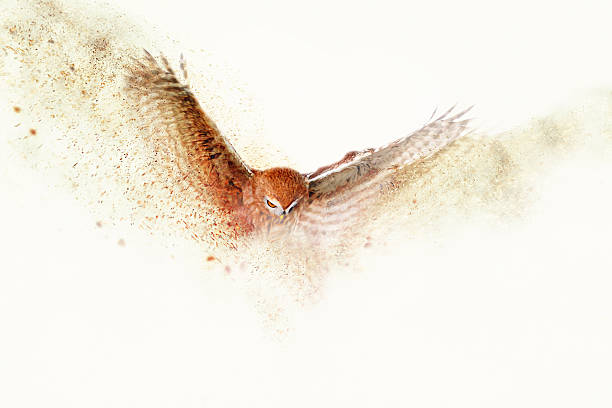 Photo of the yellow eye of a grey eagle owl. Only part of its face is visible