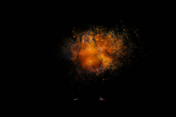 istock Robin. Abstract artistic nature. Dispersion, splatter effect. Dark background. 2198225958