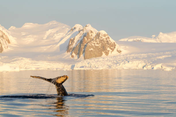 Humpback whale's tail. Whales in Antarctica.