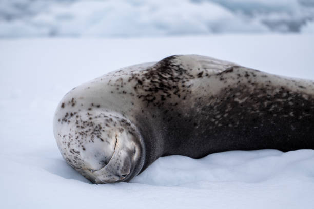 istock Leopard seal (Hydrurga leptonyx) in Antarctica. South Pole. Wild nature. 2198228539