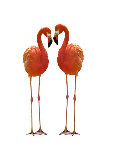 red flamingo (American flamingo) isolated on a white background