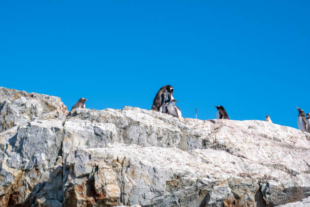 Gentoo penguins with gentoo chicks. Antarctica South Pole