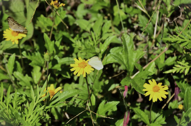 A Monarch Butterfly resting on a Shasta Daisy, Snow Lady,  Chrysanthemum Flower, surrounded by other Shasta Daisies, some spent, in the garden.