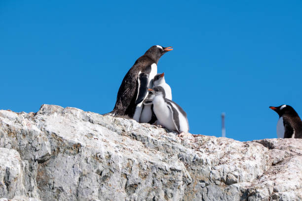 istock Gentoo penguins with gentoo chicks. Antarctica South Pole. 2198231183