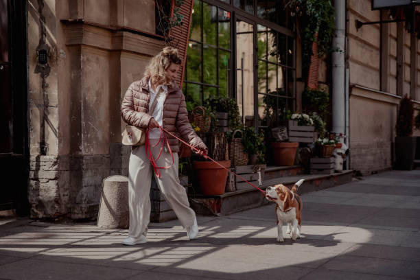 istock Young girl with beagle dog walking in summer 2198231748